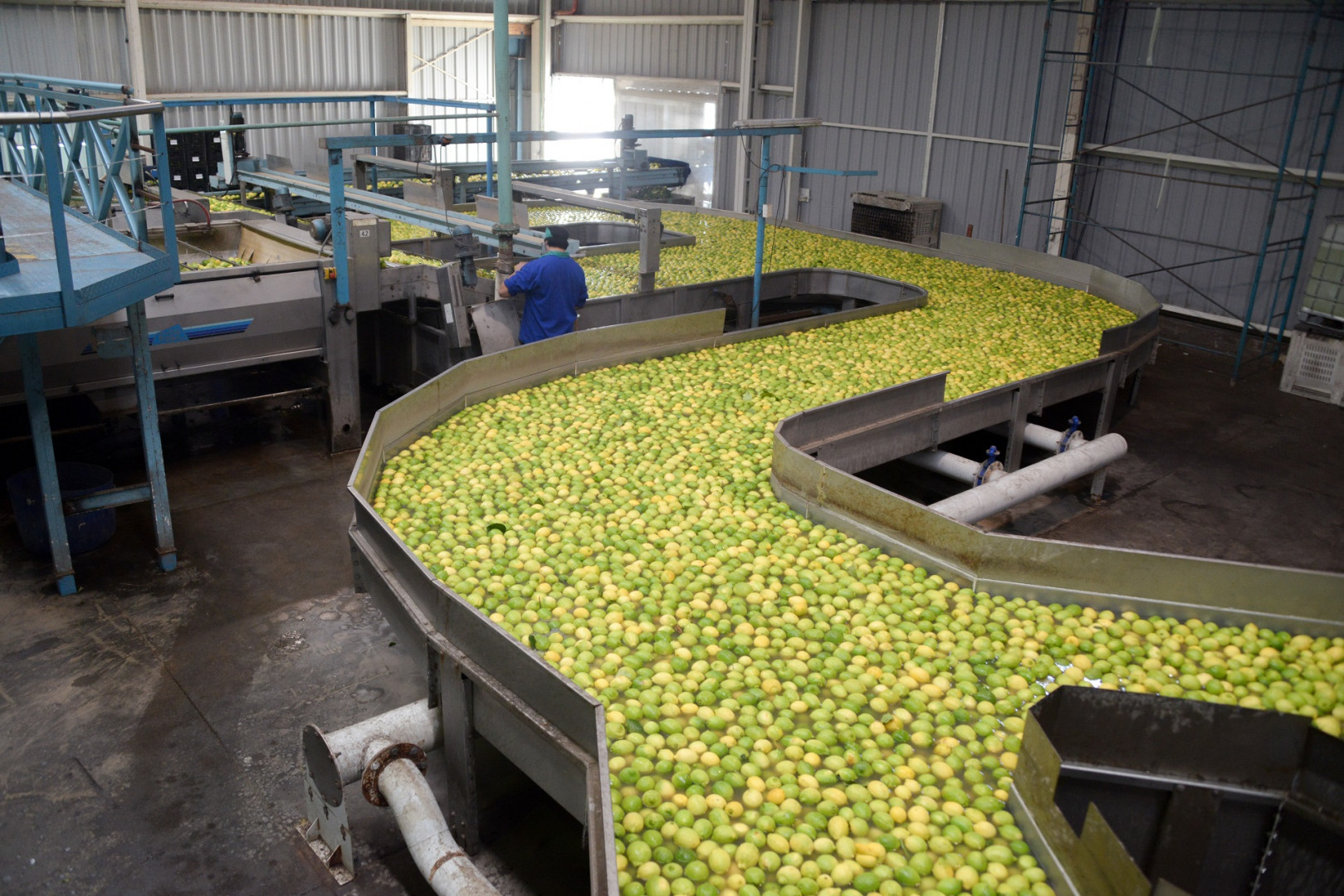 Las exportaciones de limón argentino marcaron su mejor registro en dos décadas y crecieron 36% en el inicio de 2026