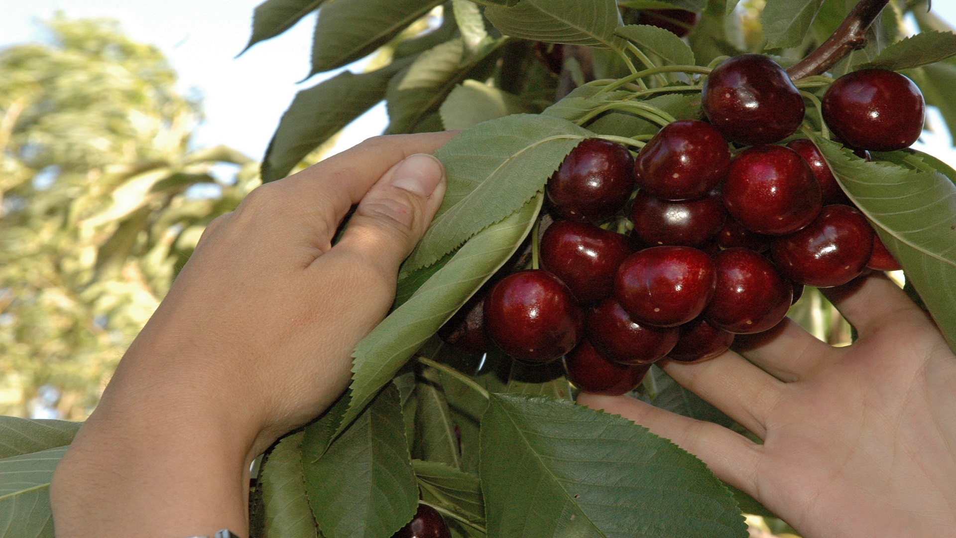 Cerezas Texto alternativo 4
