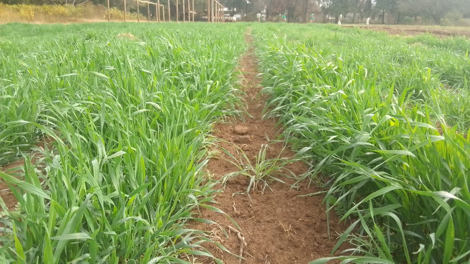 Avanzan experiencias de cultivos de servicio en horticultura comercial en Río Segundo y Pilar