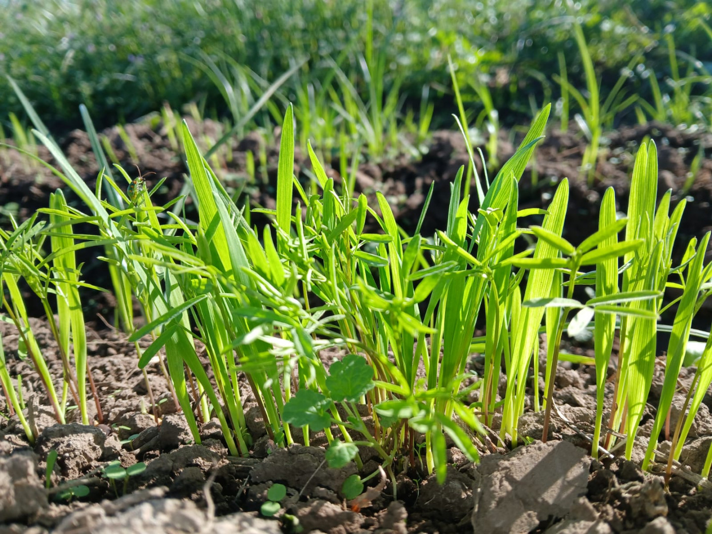 Avanzan experiencias de cultivos de servicio en horticultura comercial en Río Segundo y Pilar