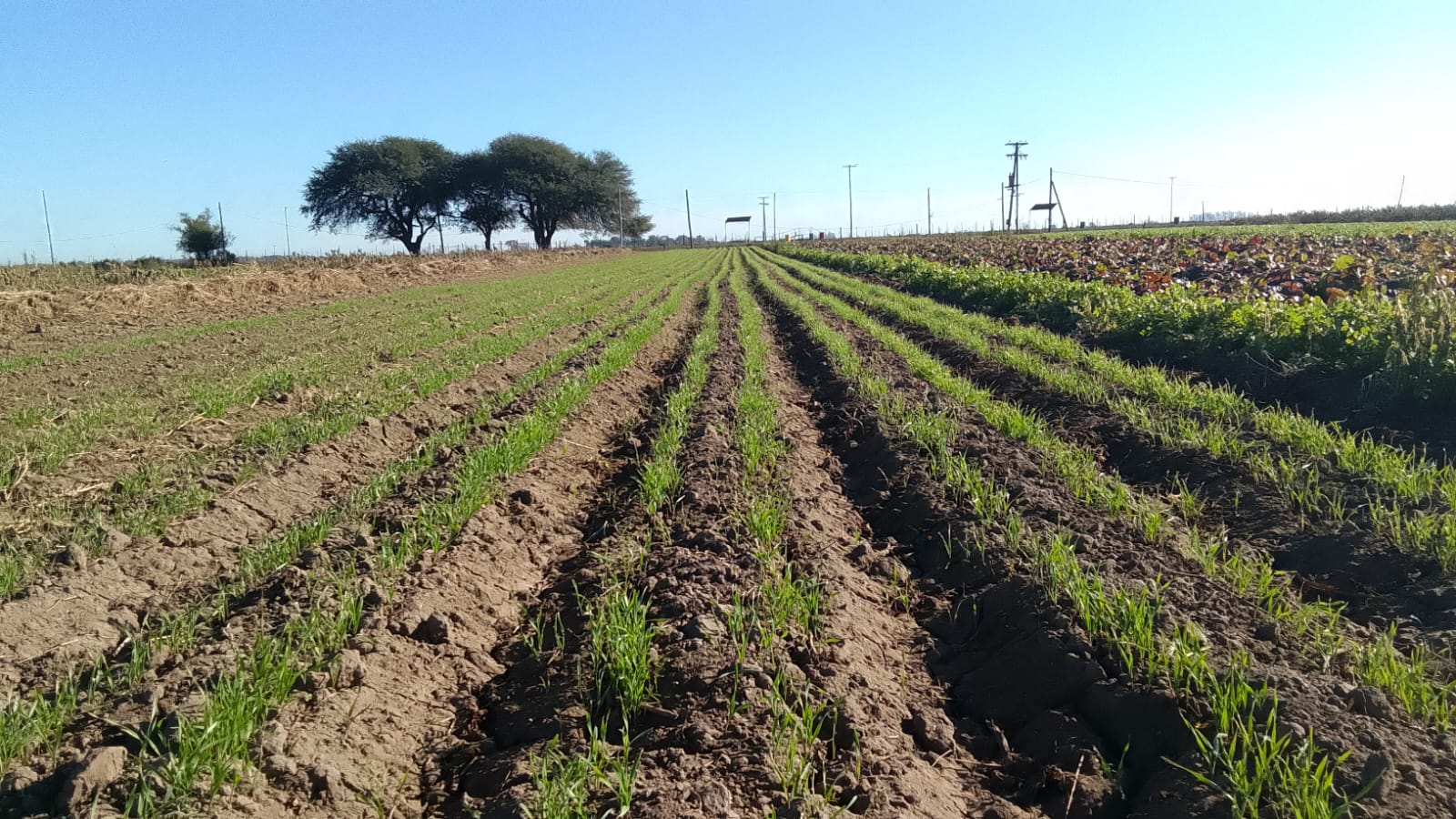 Avanzan experiencias de cultivos de servicio en horticultura comercial en Río Segundo y Pilar