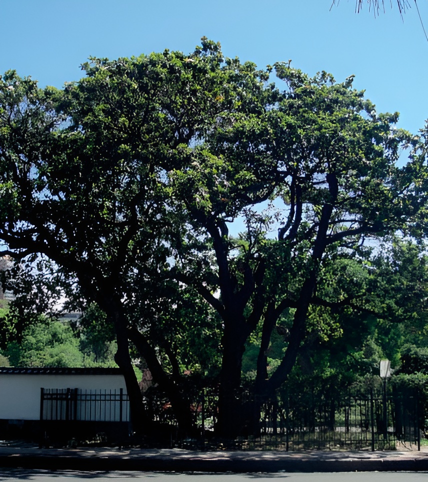 Foto: Mónica D'Amico.