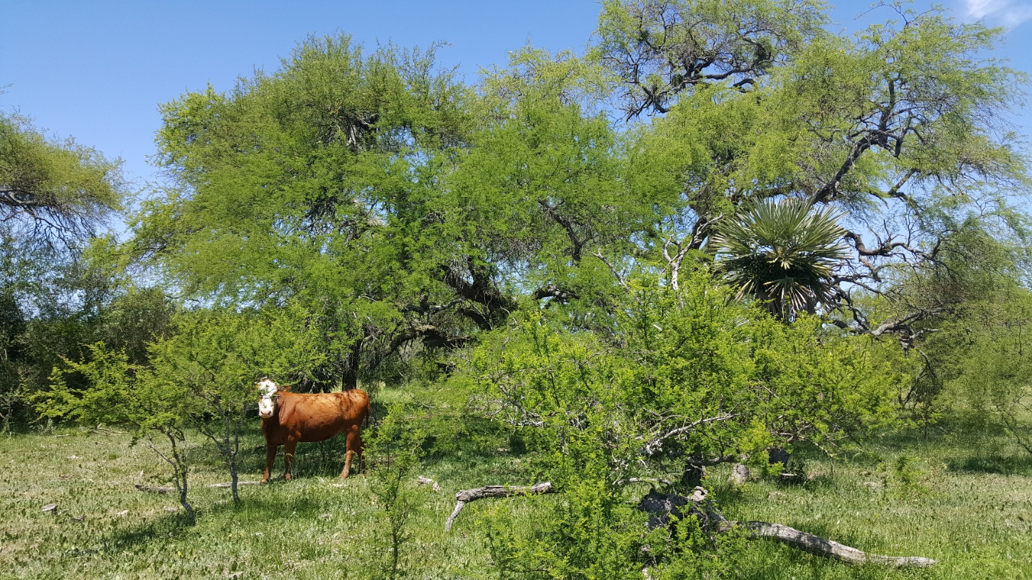 Este Proyecto REDD+ de la Argentina es implementado por la FAO junto con la Subsecretaría de Ambiente de la Nación y financiado por el Fondo Verde del Clima por un monto de USD 82 millones. Este Proyecto REDD+ de la Argentina es implementado por la FAO junto con la Subsecretaría de Ambiente de la Nación y financiado por el Fondo Verde del Clima por un monto de USD 82 millones.