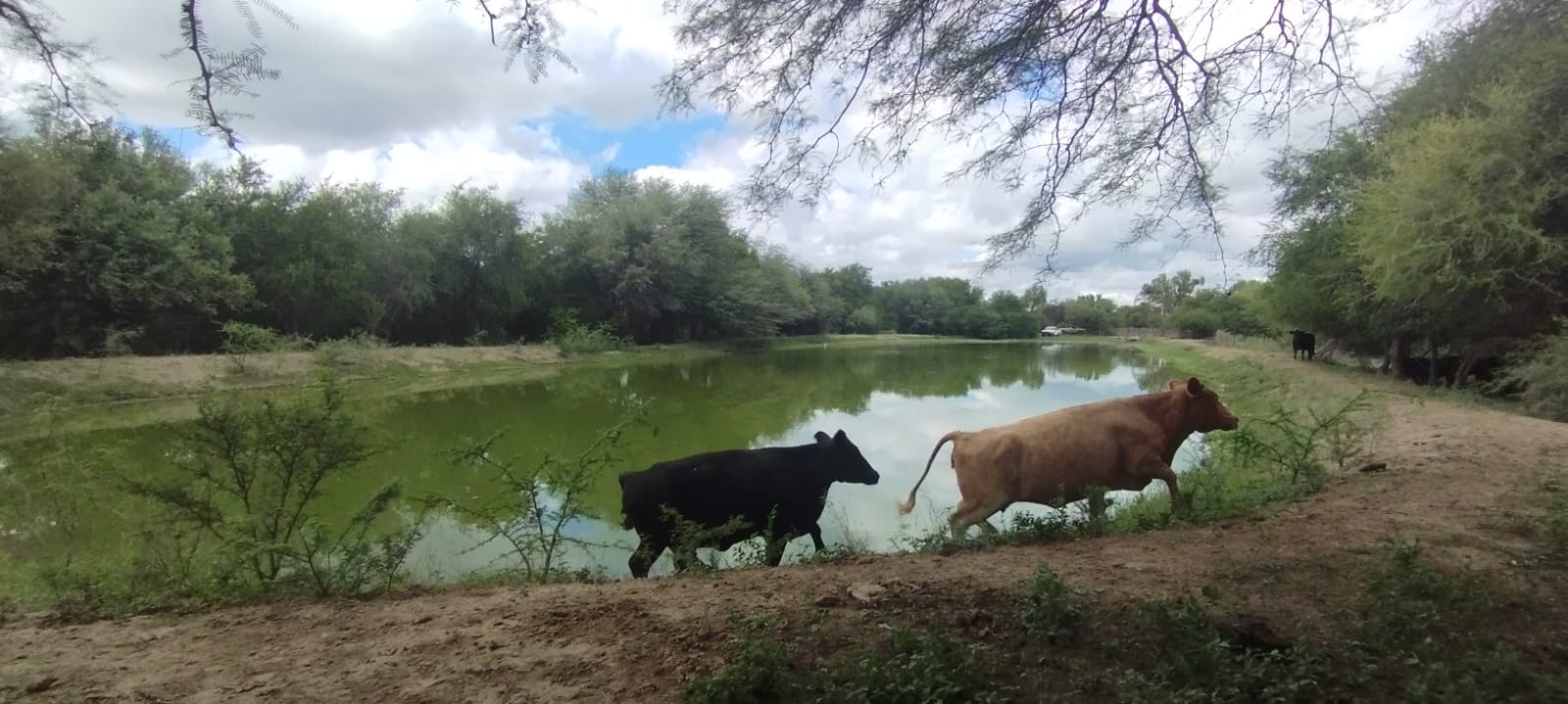 Manejo de bosques con ganadería integrada en el noroeste cordobés