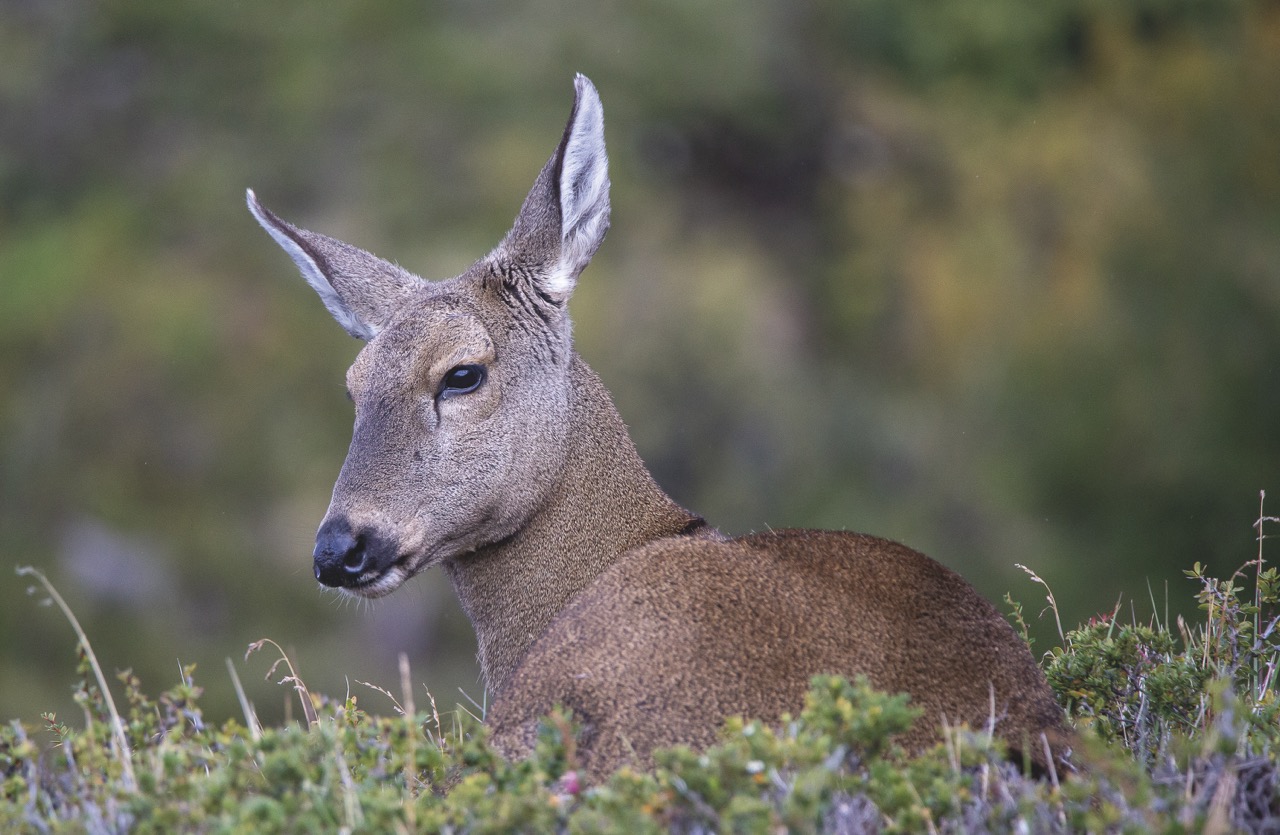 Monumento Natural Huemul. Sebastián Lescano (AFONA)