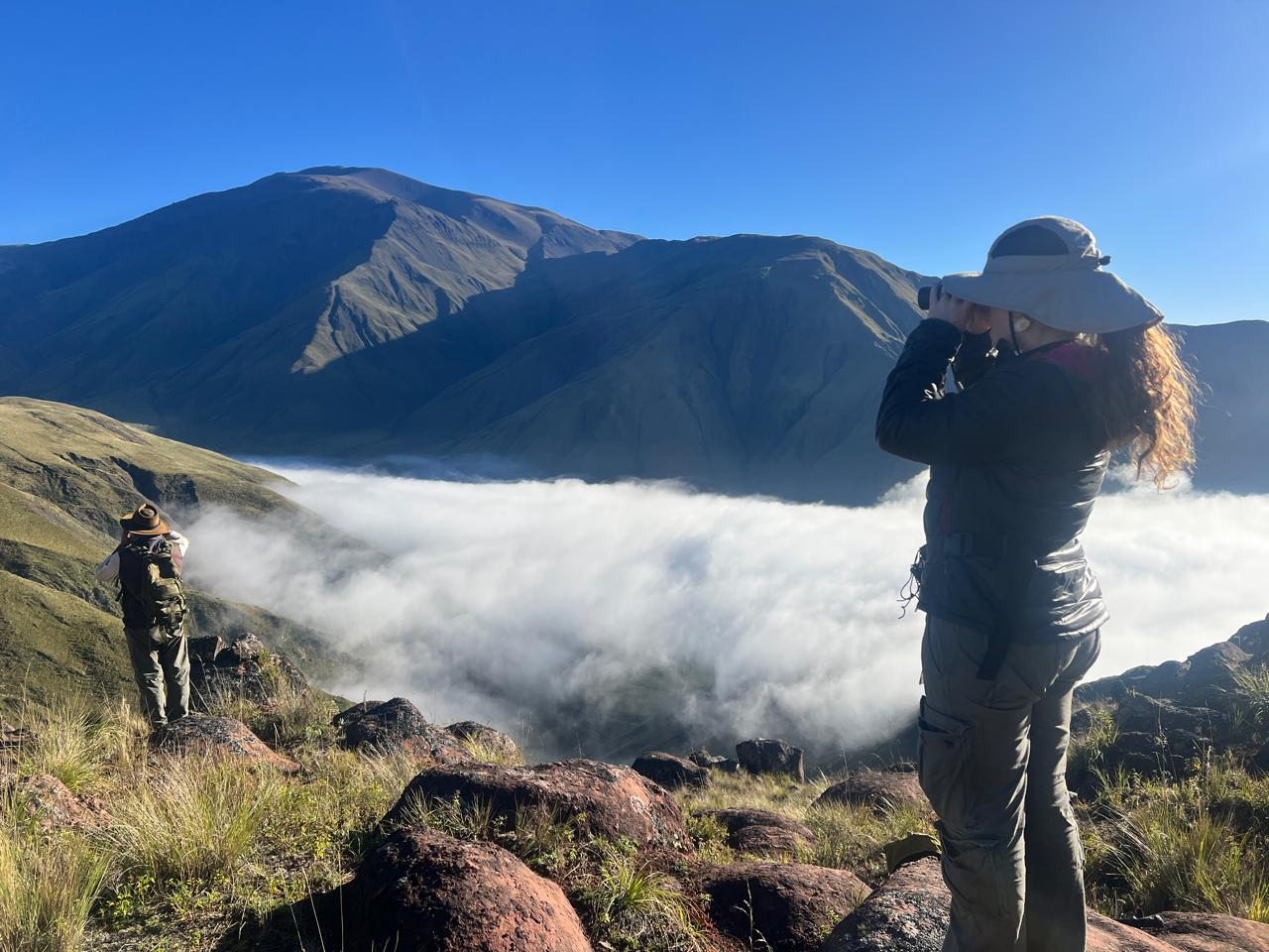 Muestreo de taruca DRNOA y Parque Nacional Los Cardones