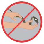 No manipular animales sin conocimiento previo