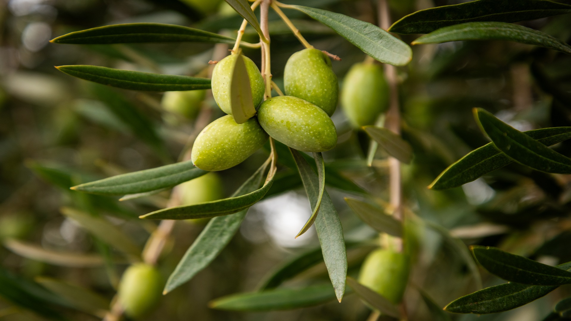 Olivo
