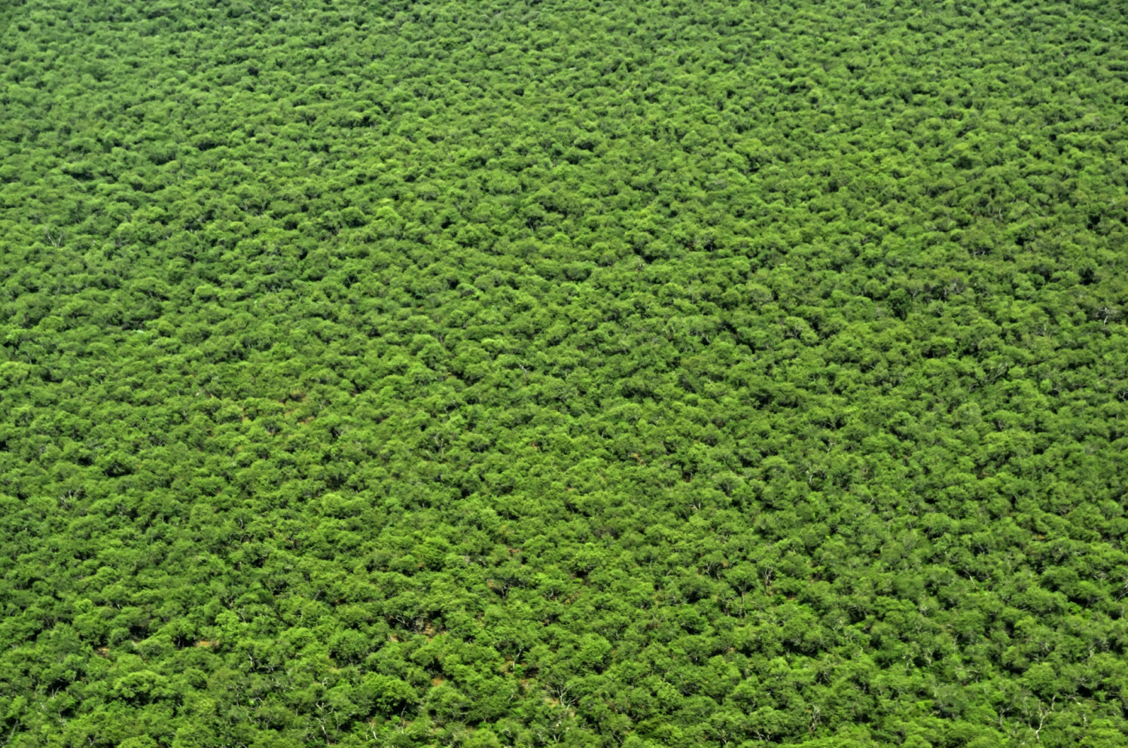 Parque Nacional El Impenetrable