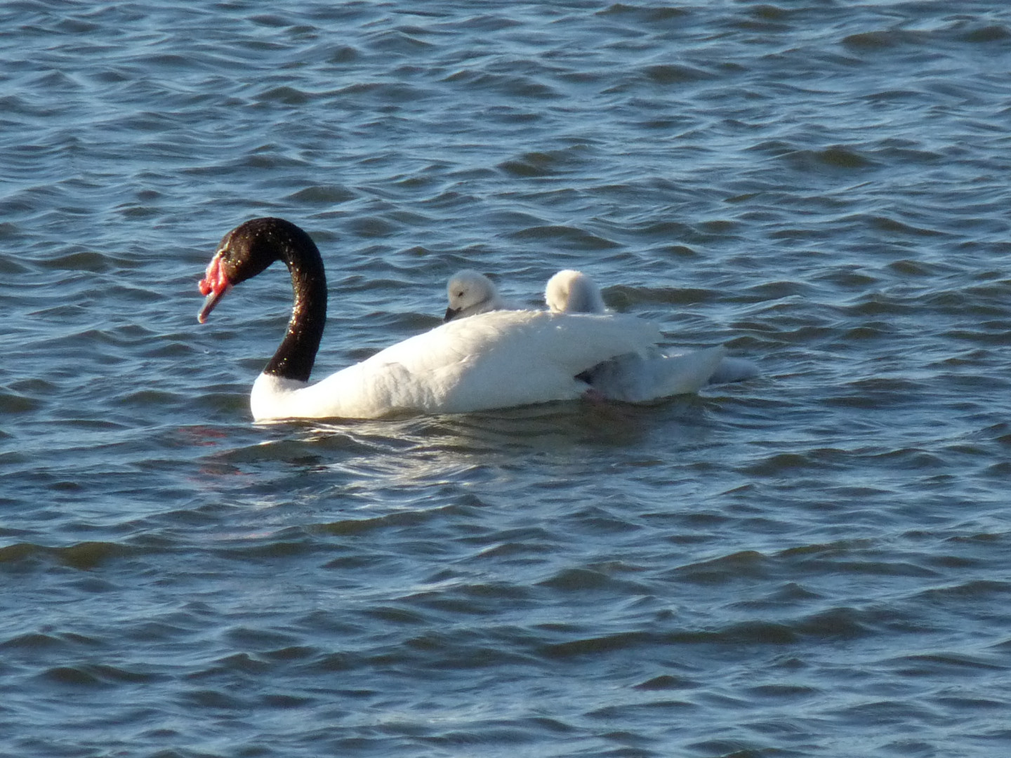 El cisne es el emblema de Laguna Blanca.