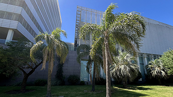 Palmera Pindó