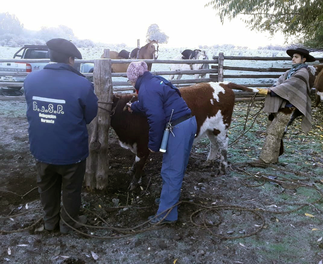 Sanidad bovina en Patagonia Sur - Senasa