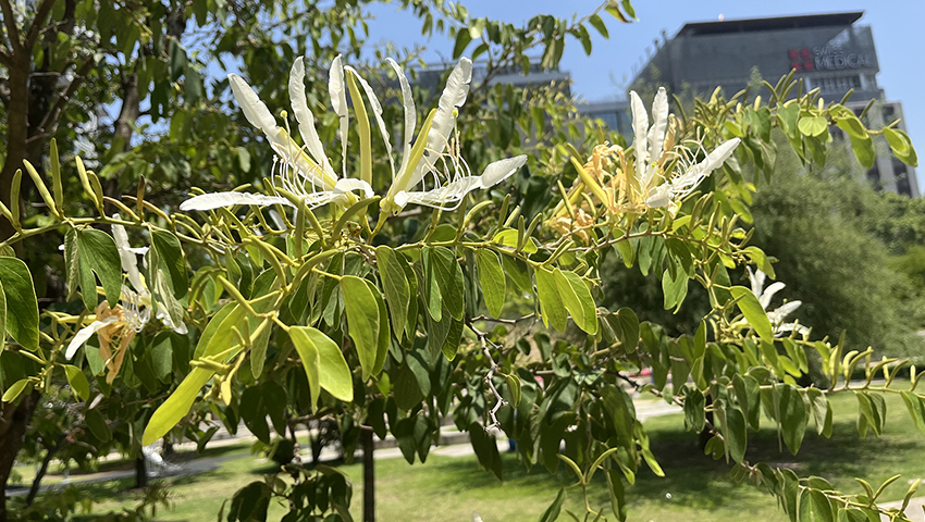 Flor Pezuña de Buey