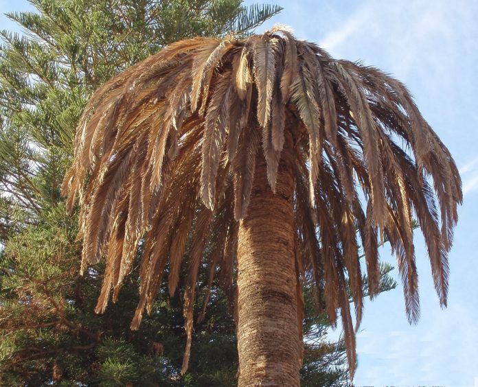 Palmera afectada por picudo rojo