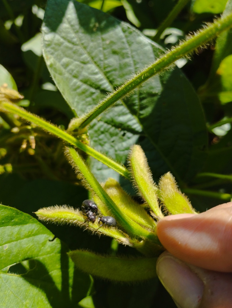 Detectan por primera vez el picudo negro de la soja en Córdoba