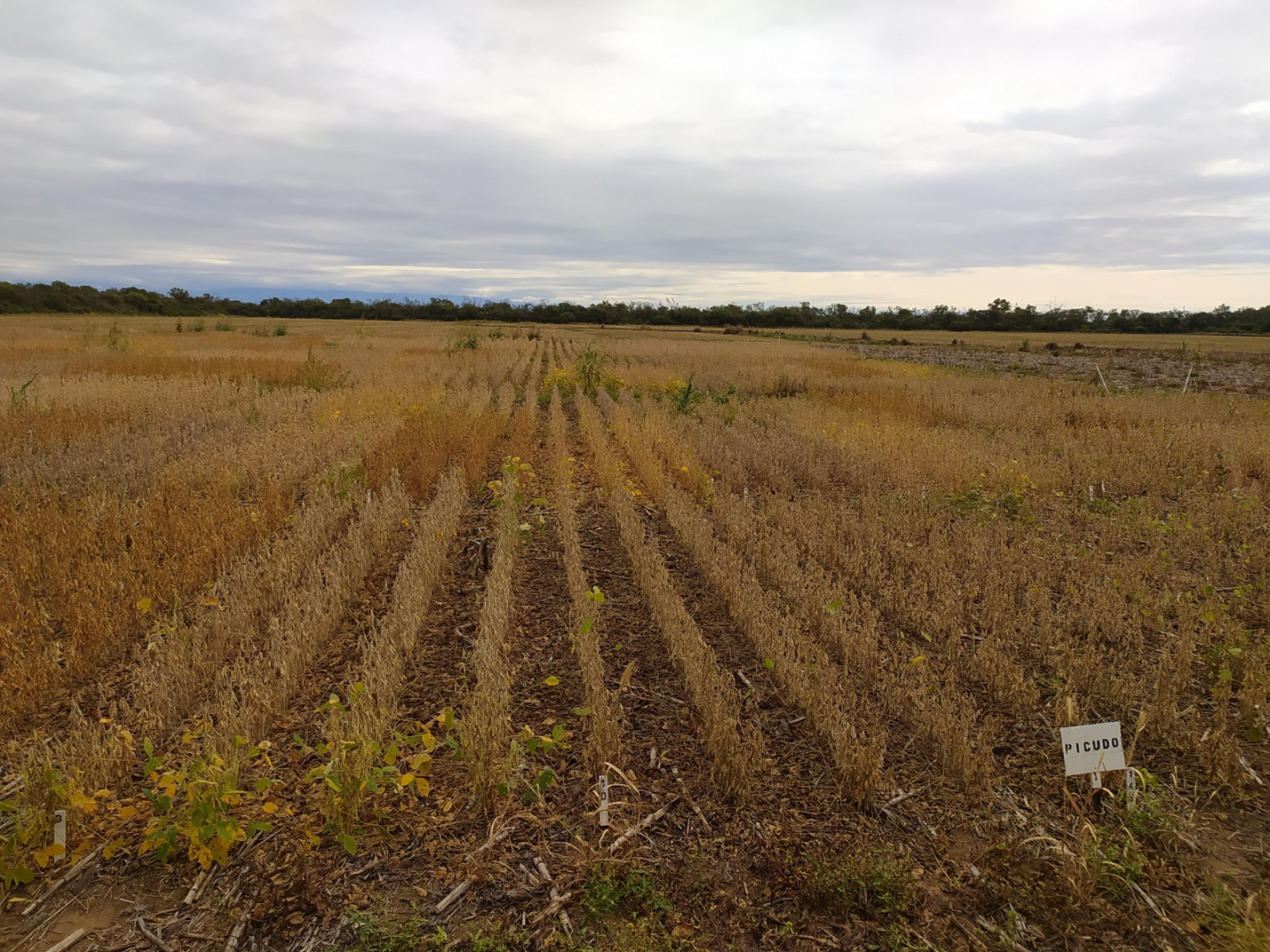 Detectan por primera vez el picudo negro de la soja en Córdoba