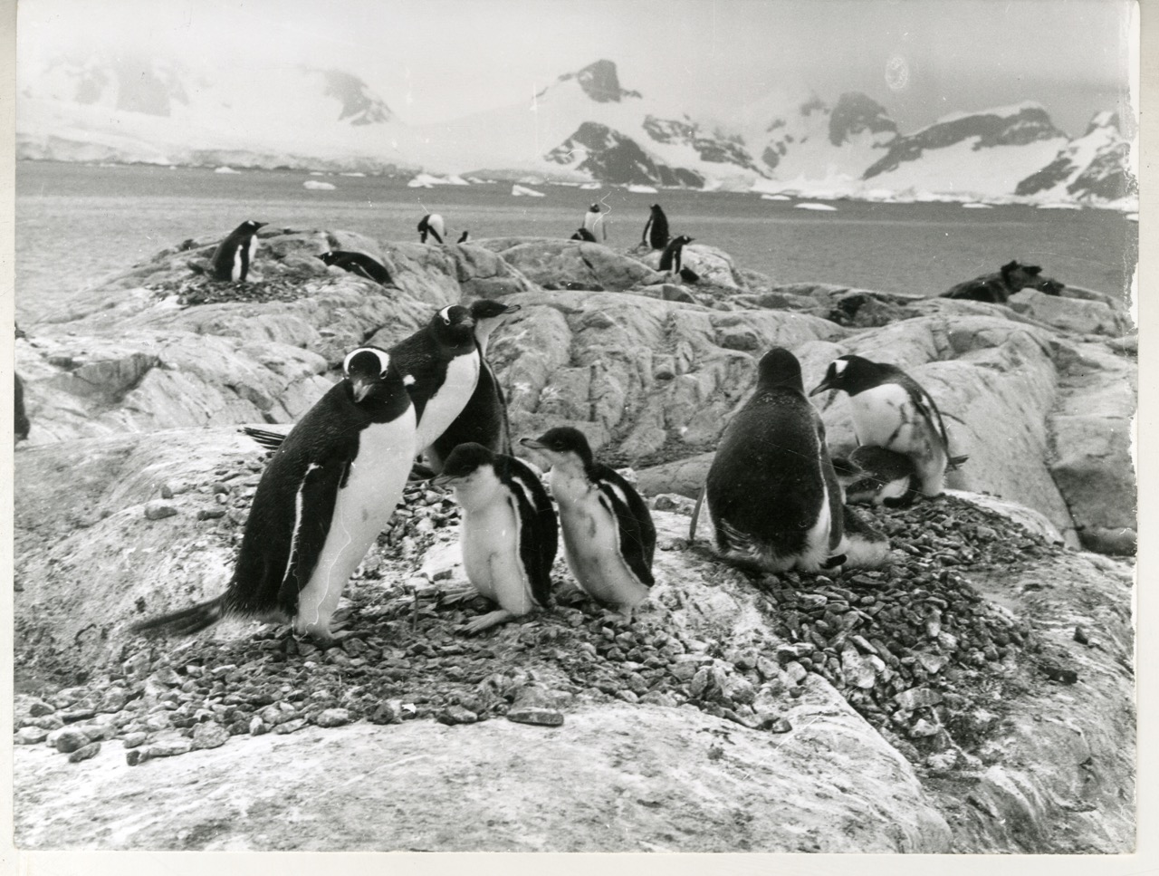 Pingüinera en la Base Esperanza Pingüinera en la Base Esperanza