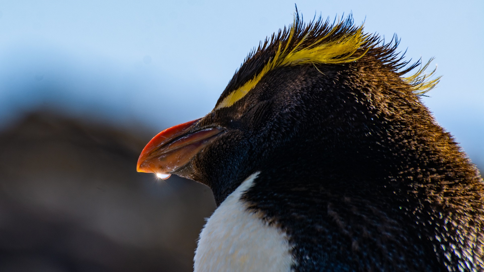 Avistaje de pingüinos penacho amarillo Avistaje de pingüinos penacho amarillo