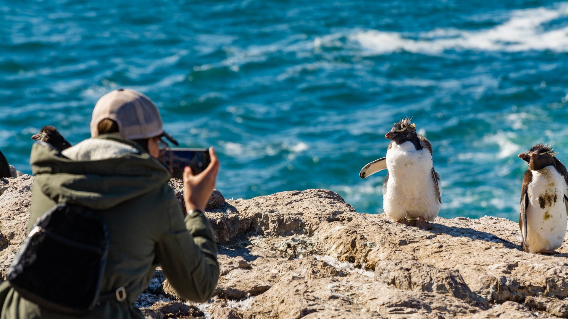 Avistaje de pingüinos penacho amarillo Avistaje de pingüinos penacho amarillo