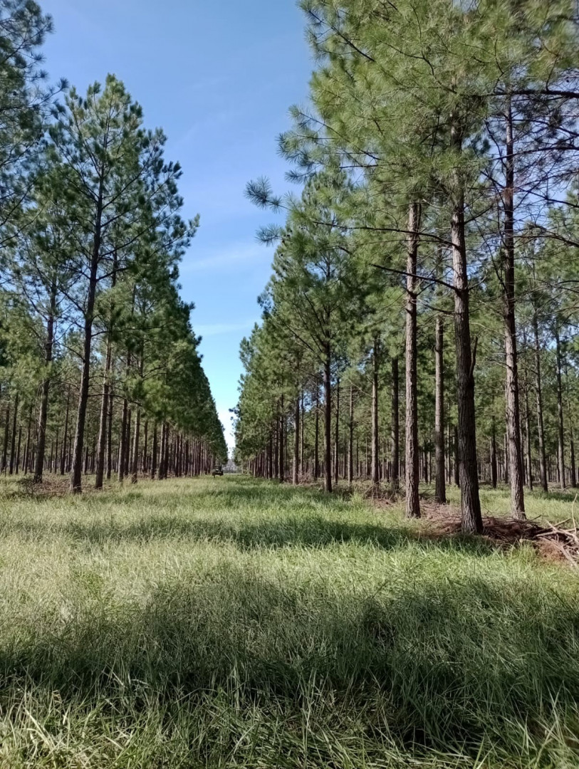 Datos georreferenciados para la madera: el nuevo apoyo estatal a la industria forestal
