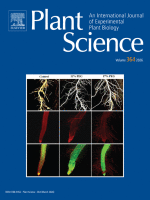 SnRK1 subcellular localization is linked to TOR signaling, chloroplast function, and salt stress tolerance in mature Arabidopsis leaves Osmotic Stress; Estrés Osmótico; Chloroplasts; Cloroplasto; Metabolism; Metabolismo; Chlorophyll Fluorescence; Fluorescencia de Clorofila; Arabidopsis; SnRK1 kinase; Salt Stress; TOR kinase; Estrés Salino