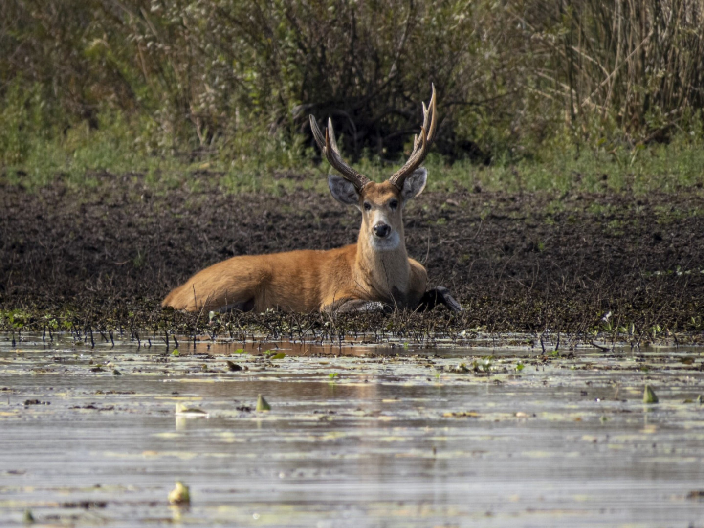 Un ciervo de los pantanos observa el bote que pasa mientras descansa en la orilla del arroyo. 