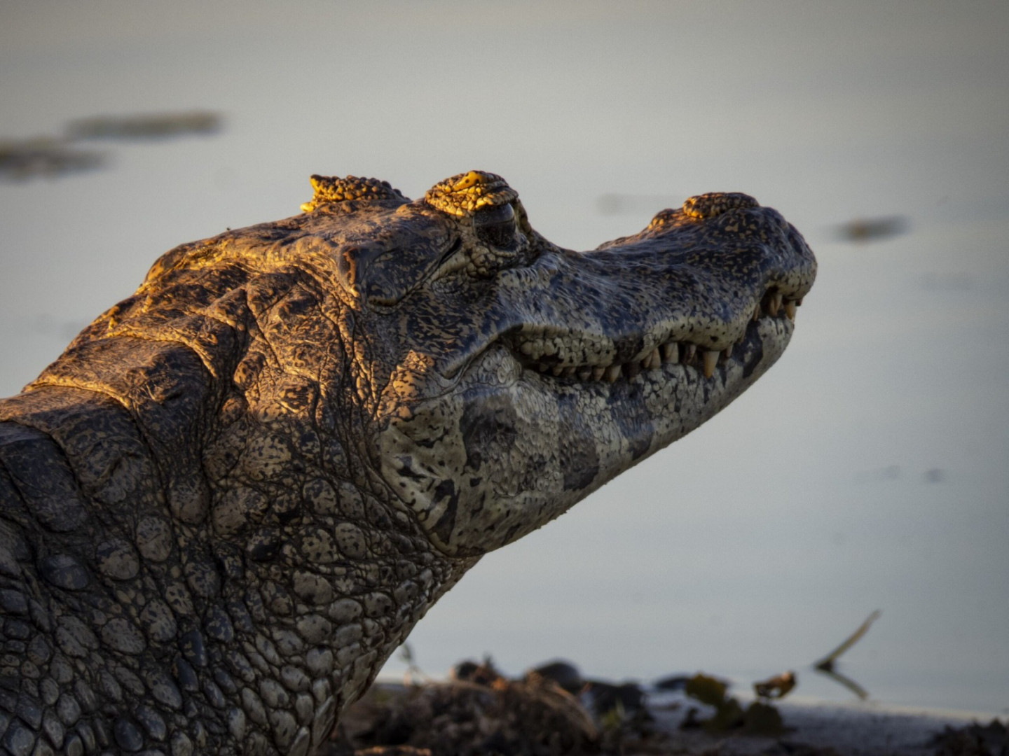 Yacaré negro en el Parque Nacional Iberá