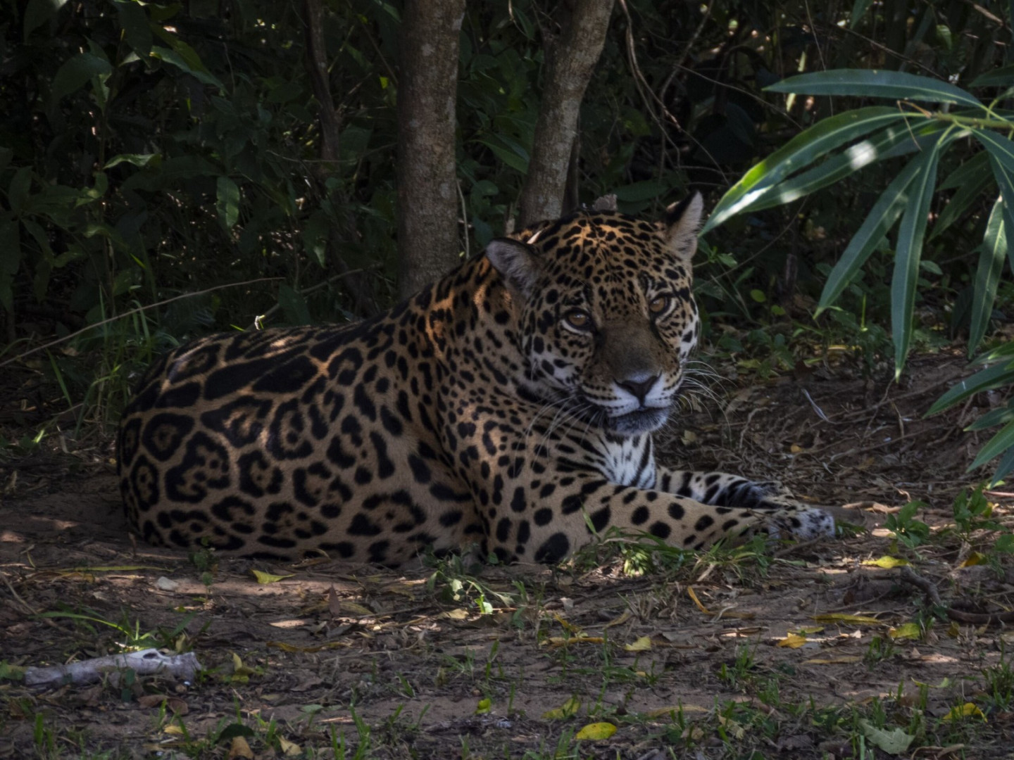 Junto a Rewilding Argentina, Parques Nacionales trabaja en el regreso del yaguareté a los esteros a través de un proyecto de reintroducción.