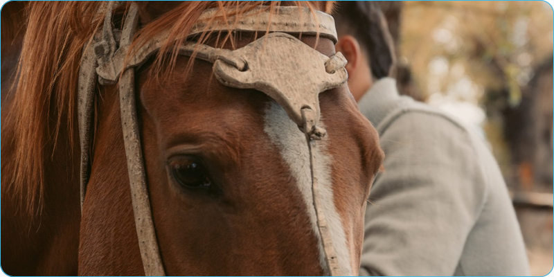 Parque Nacional Patagonia cabalgata
