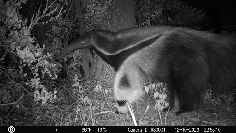 Primer registro de oso hormiguero en el Parque Nacional Ansenuza