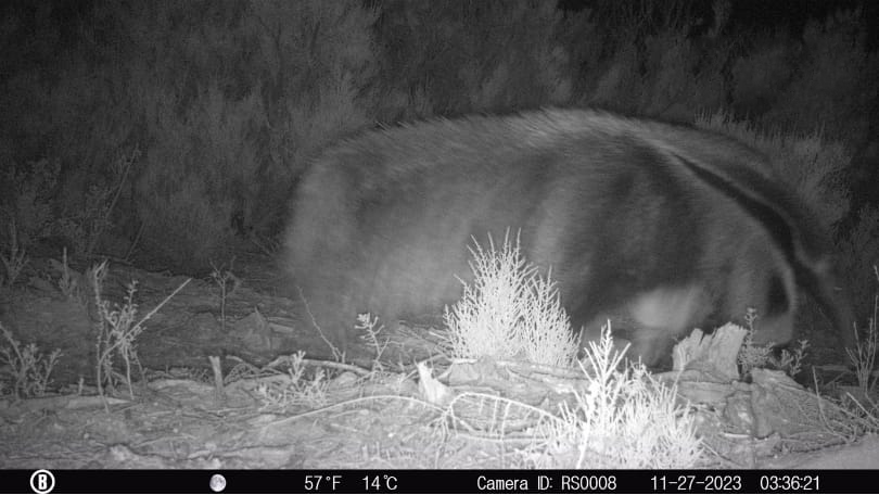 Primer registro de oso hormiguero en el Parque Nacional Ansenuza