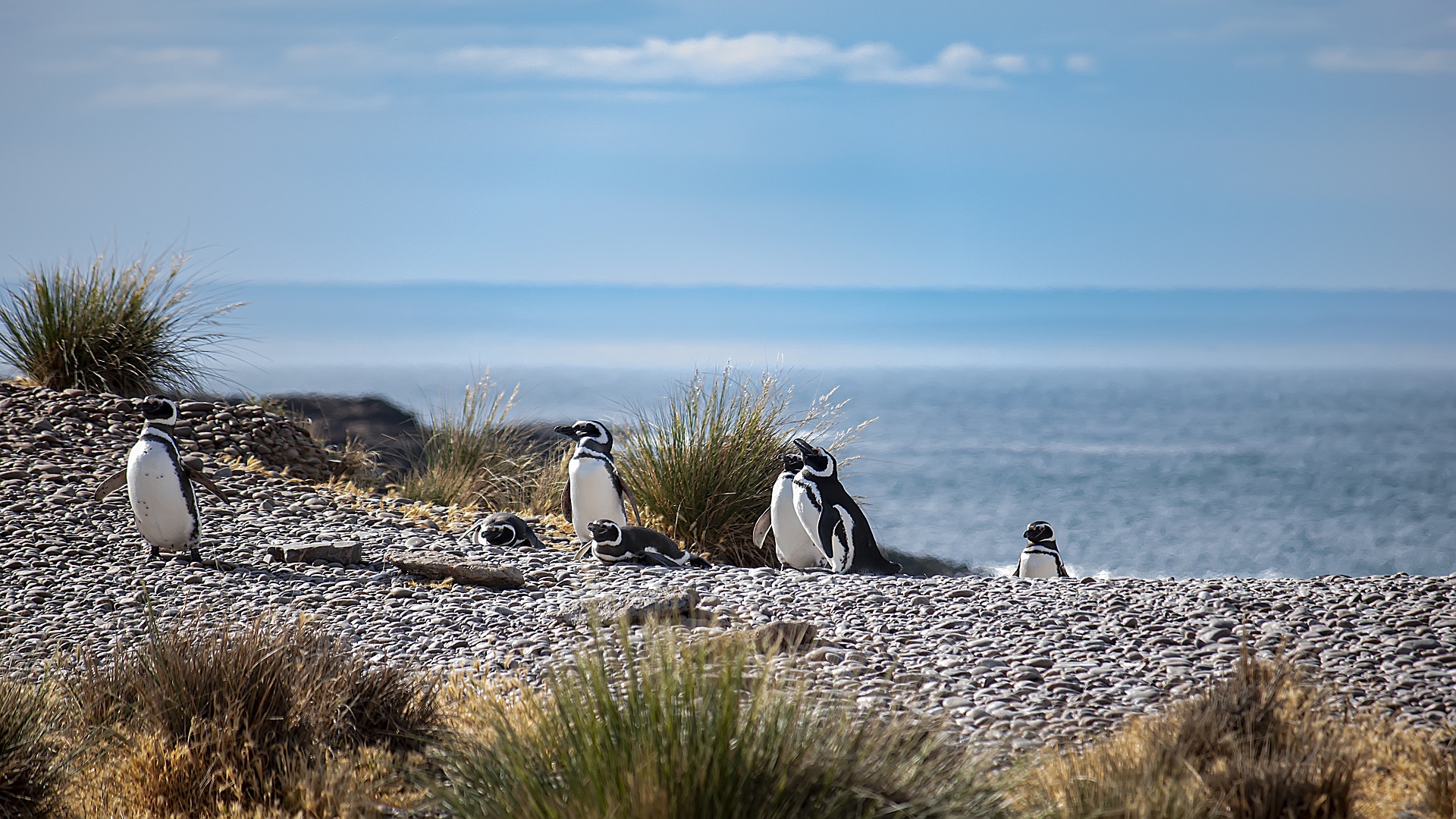 Reserva Faunística Provincial Punta Tombo
