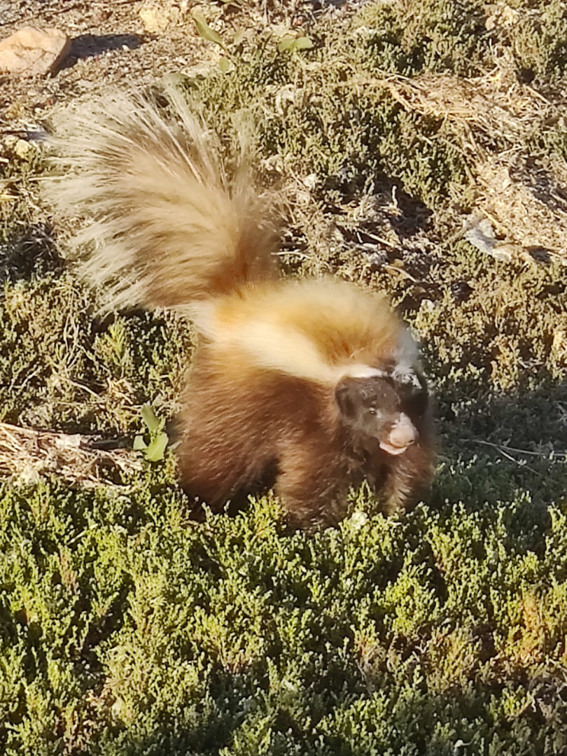 Relevamiento de fauna en Parque Nacional Islote Lobos