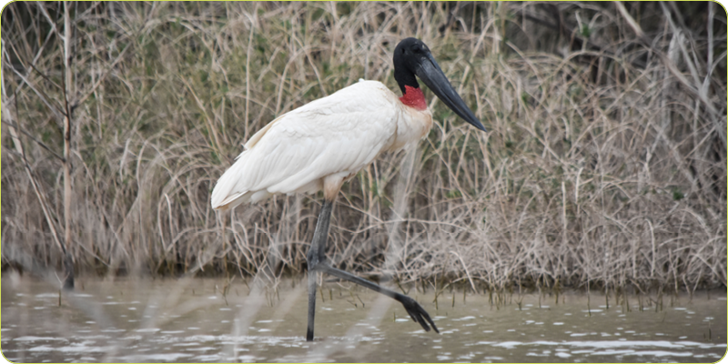 RN Formosa