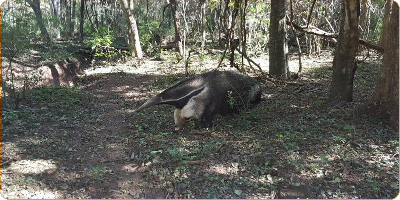 ![RN Pizarro](/sites/default/files/rn_pizarro16.png )