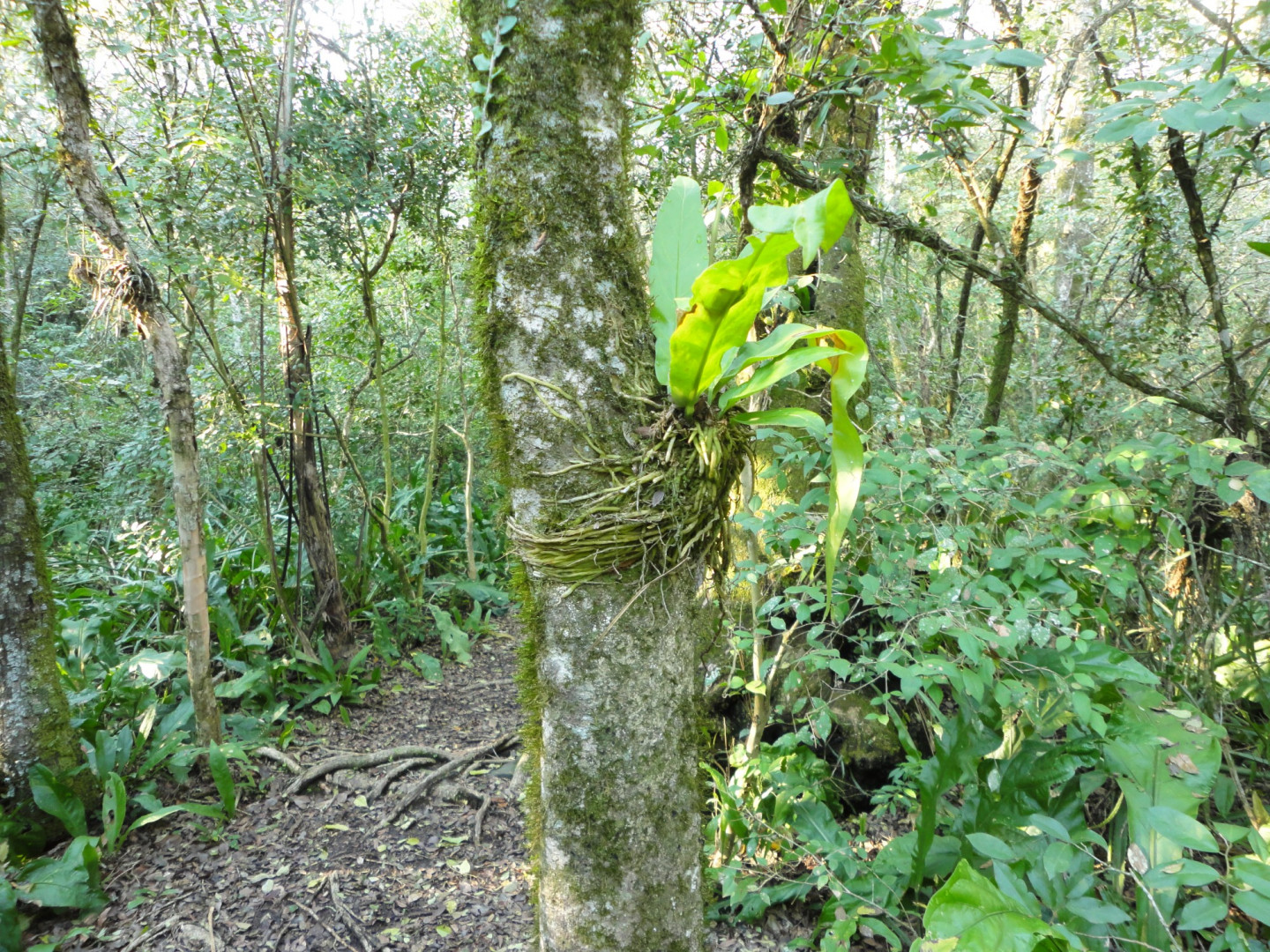 RNEd Colonia Benítez