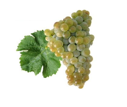 Racimo y hoja de Sauvignon Blanc