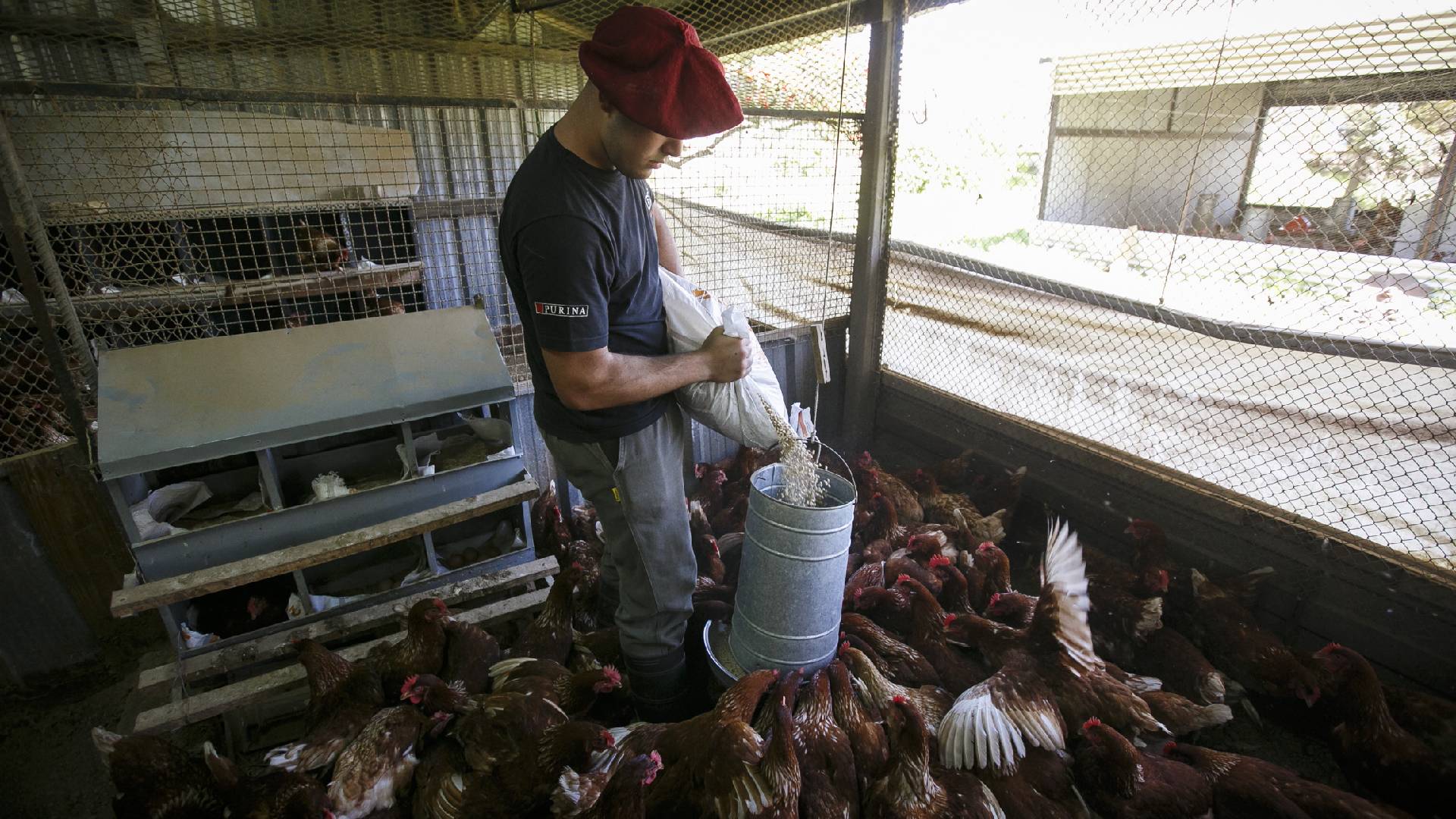 Un trabajador alimentando a las gallinas en una huerta orgánica de Lomas de Zamora. 