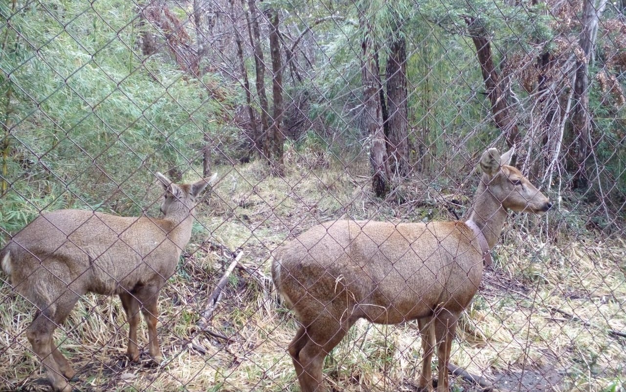 Seminario Taller Repoblamiento de Huemul APN Huilo Huilo