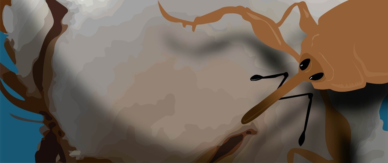 picudo del algonodero 