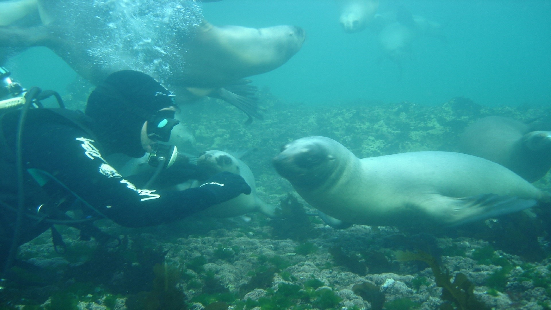 nadar con lobos marinos, Puerto Madryn, Chubut