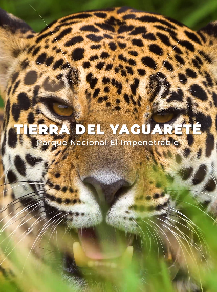 Yaguareté en el Parque Nacional El Impenetrable