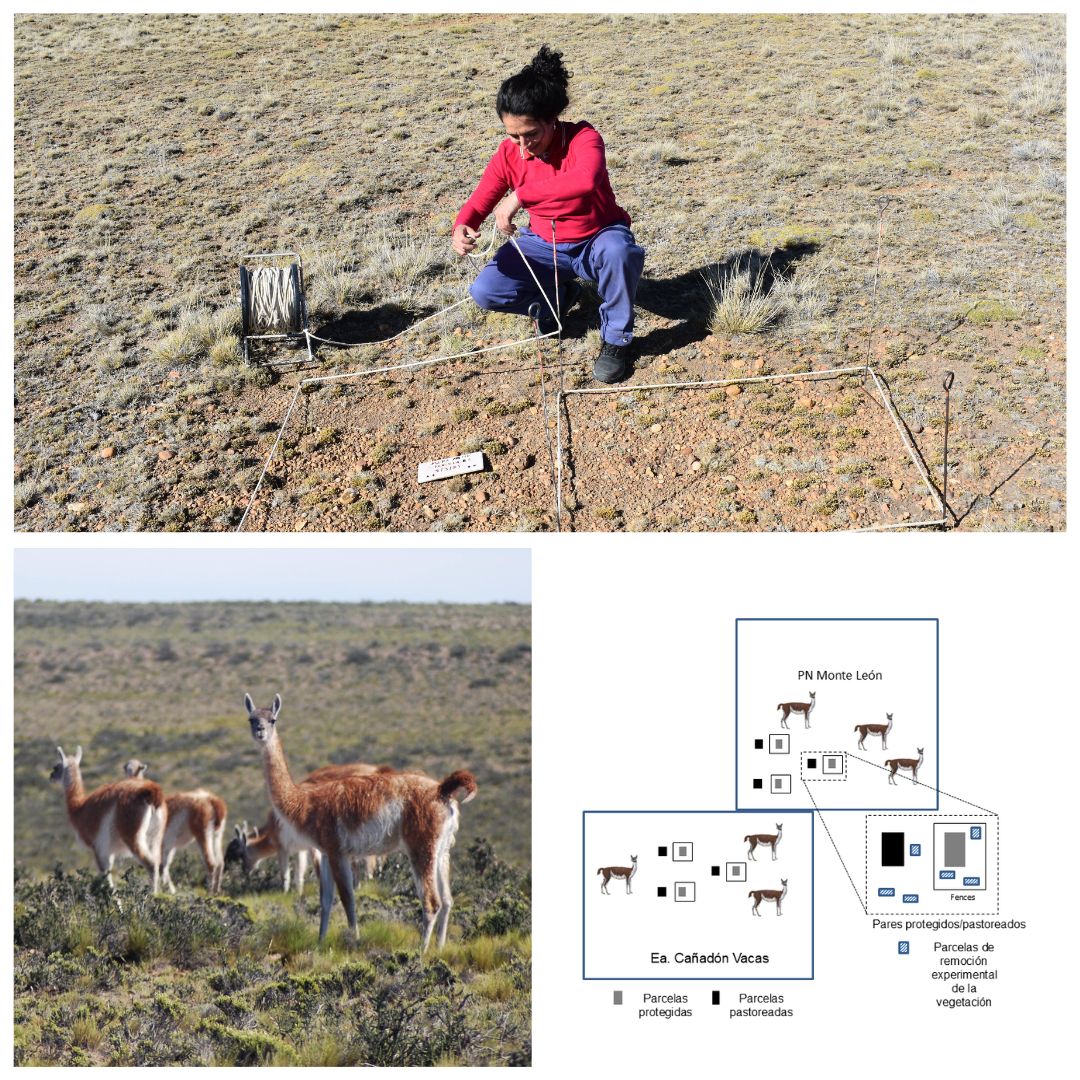 Trabajo de campo y diseño de clausuras experimentales para evaluar el impacto de la herbivoría del guanaco sobre la vegetación de la Patagonia.