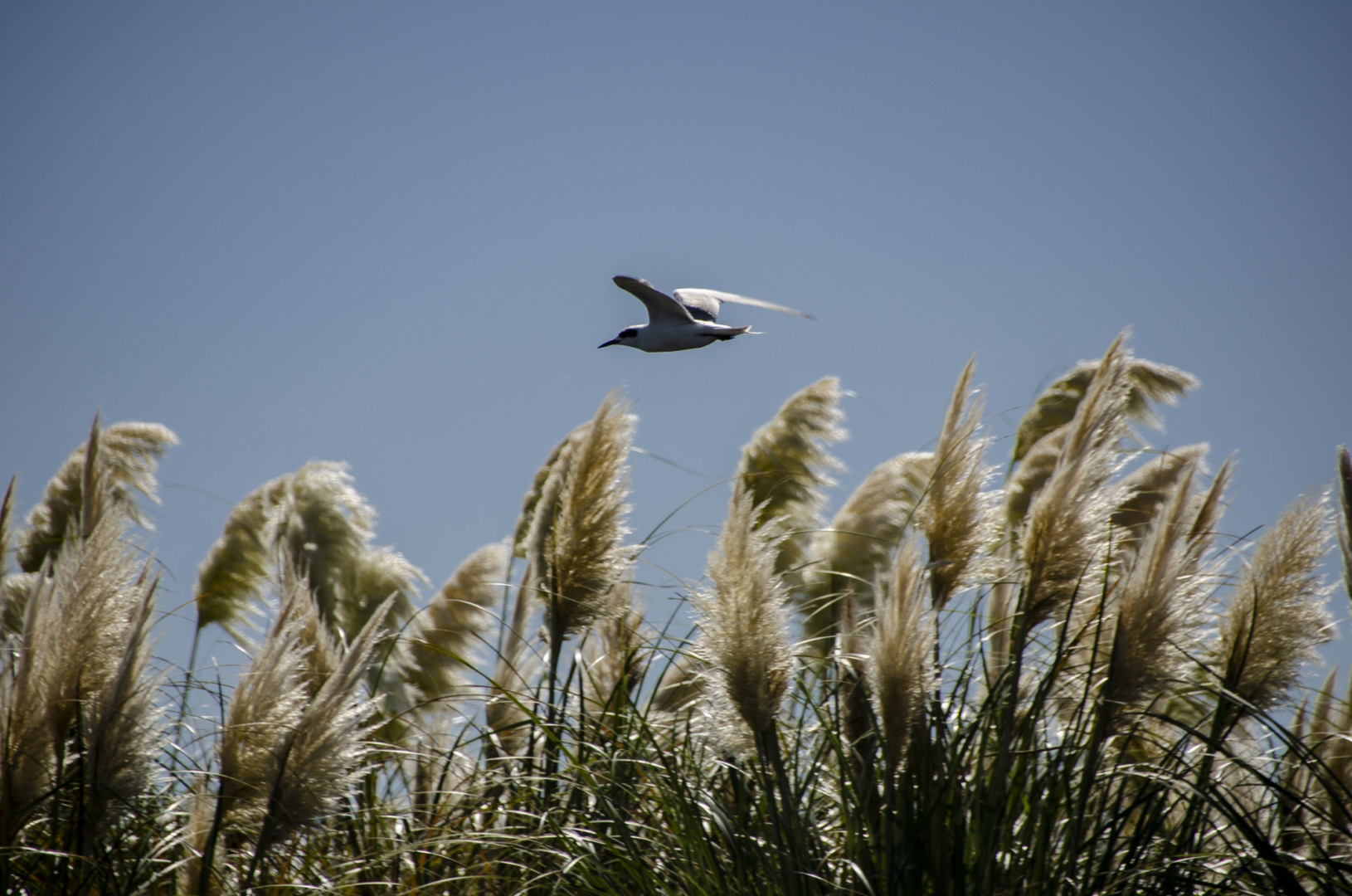 En la zona se realiza avisataje de aves. PN Campos del Tuyú.
