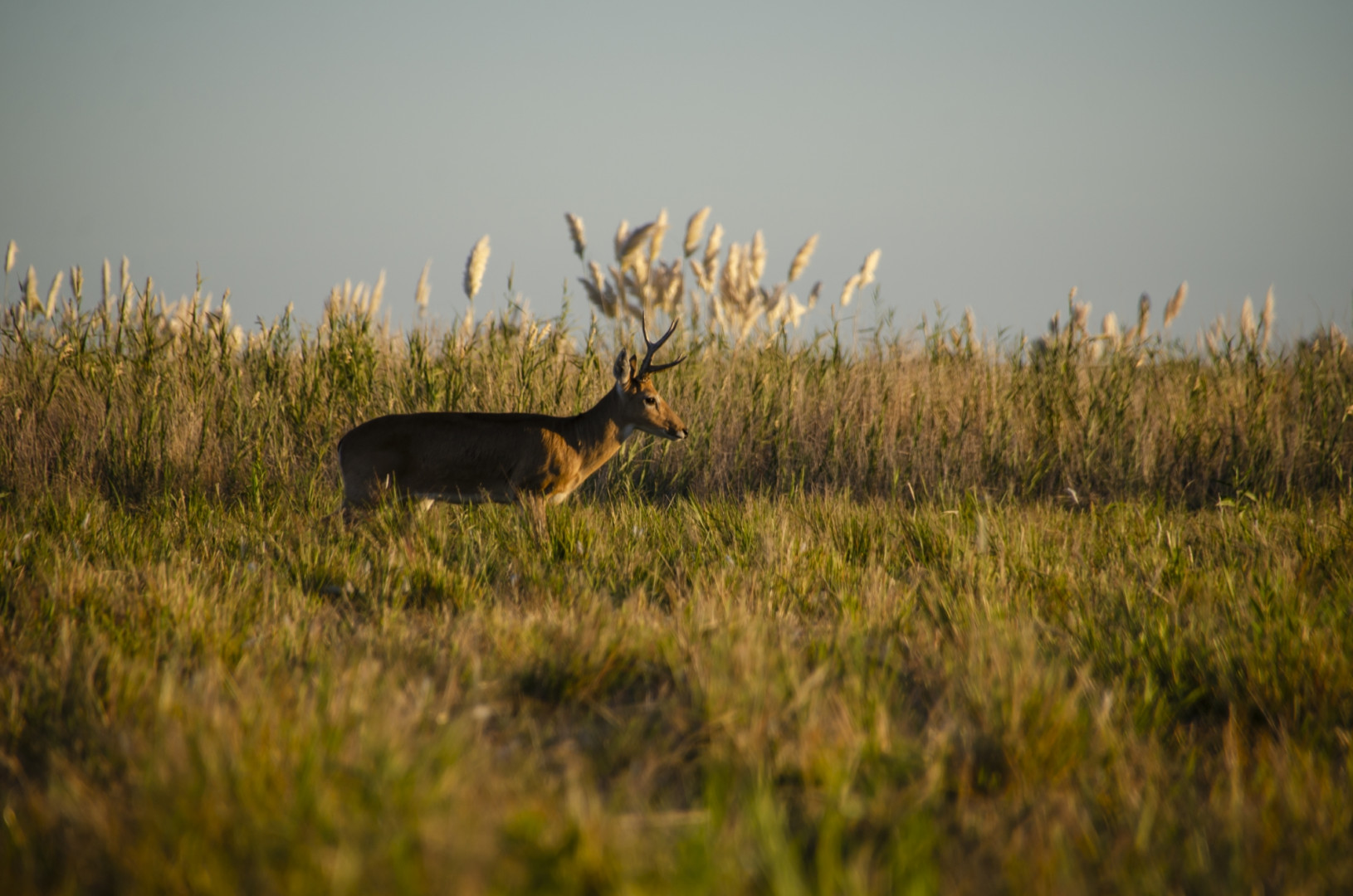 El venado de las Pampas es su emblema. PN Campos del Tuyú.