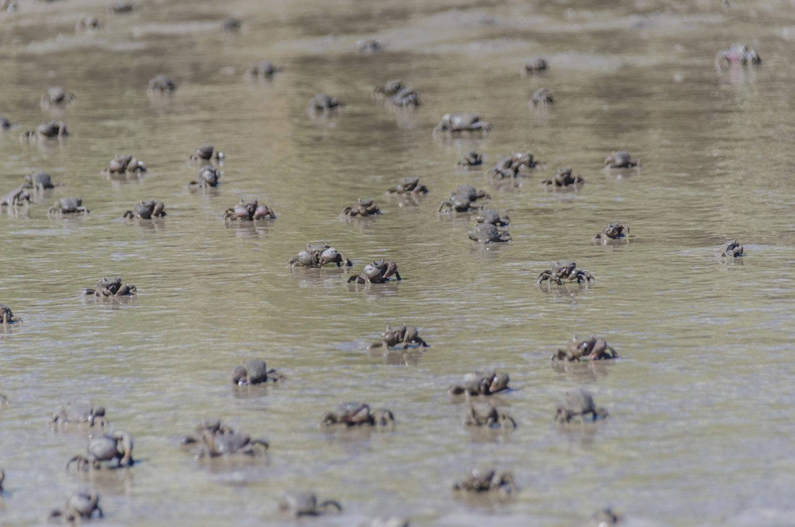 Los cangrejales, una postal característica del área. PN Campos del Tuyú.