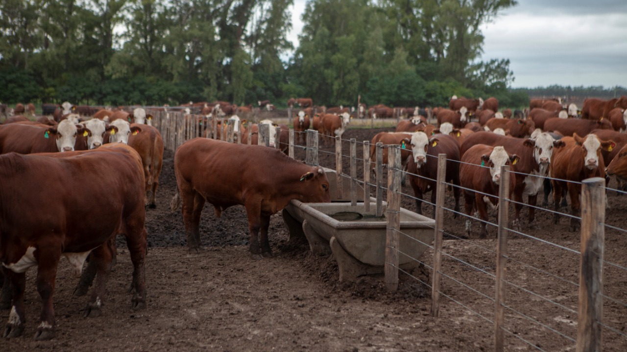 Pautas para prevenir el estrés calórico en el ganado bovino ante  temperaturas elevadas | Argentina.gob.ar