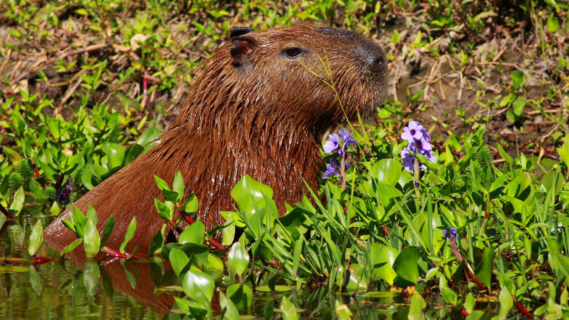 Carpincho, Villa Ocampo