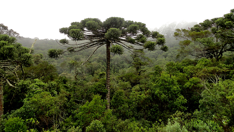 Araucaria angustifolia, conocida como Pino Paraná