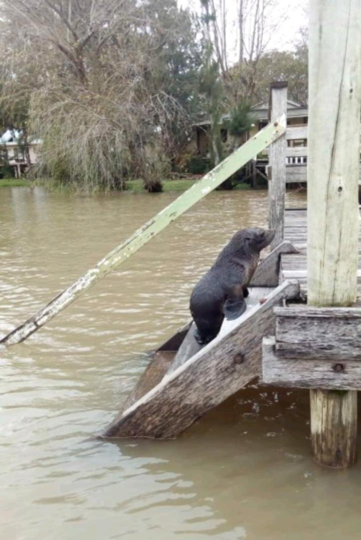 Fue rescatado otro lobo marino en Tigre